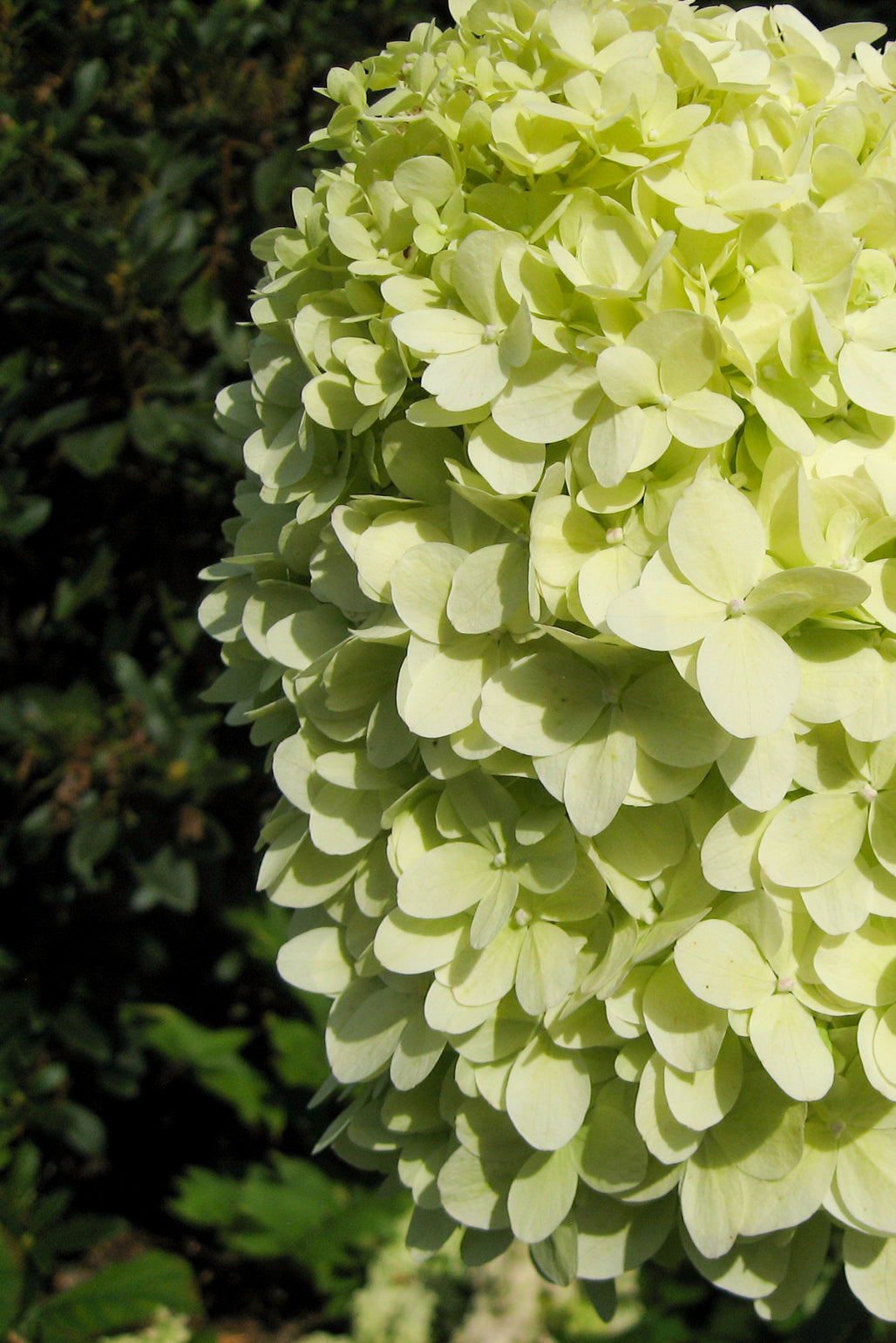 products/Hydrangeapaniculata_Limelight.jpg